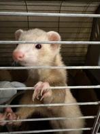 Fret, Dieren en Toebehoren, Knaagdieren, Fret, Tam