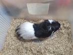 Cuy cavia beer 15€/stuk, Dieren en Toebehoren, Juni, Mannelijk, Cavia