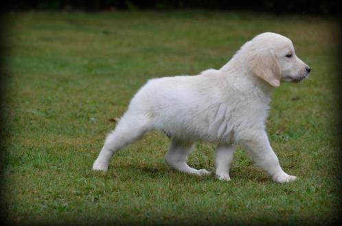 Golden Retriever pups, Dieren en Toebehoren, Honden | Retrievers, Spaniëls en Waterhonden, Meerdere dieren, Golden retriever, Fokker | Professioneel