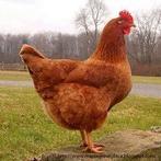 Jonge legkippen, Dieren en Toebehoren, Pluimvee, Vrouwelijk, Kip