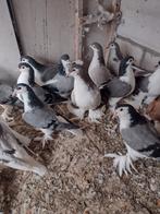 Sierduiven Lahores, Dieren en Toebehoren, Vogels | Duiven, Meerdere dieren, Overige soorten