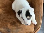 Jack russell pups, Dieren en Toebehoren, België, Particulier, Jack Russell Terriër, 8 tot 15 weken