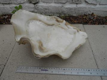 Grote schelpklepel TRIDANCE GIANT tridacna beschikbaar voor biedingen