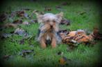 pup Yorkshire Terrier mini (toy), Dieren en Toebehoren, Yorkshire Terriër, België, Reu, CDV (hondenziekte)