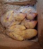 Jonge roseicollis, Dieren en Toebehoren, Geslacht onbekend, Dwergpapegaai of Agapornis, Tam