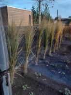 Sier grassen ,20 stuks., Ophalen