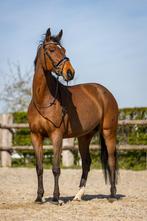 Recreatief paard, Jument