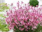 Gaura en Geranium, Tuin en Terras, Ophalen of Verzenden