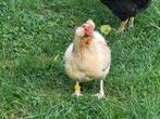 Trio araucana, bolstaart, toefjes, groene eieren