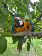 Te reserveren ! Jonge, super tamme blauw gele ara, Dieren en Toebehoren, Vrouwelijk, Papegaai, Pratend