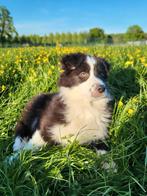 Australische herder / Aussi / Australian shepherd, Dieren en Toebehoren, België, CDV (hondenziekte), 8 tot 15 weken, Teef