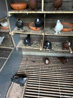 Irakees Duiven te koop, Dieren en Toebehoren