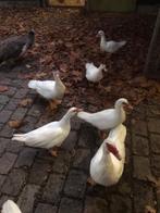 Barberie eenden, Dieren en Toebehoren, Januari, Meerdere dieren