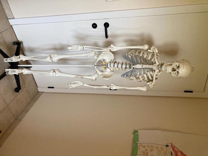 Anatomie skelet, medisch model op staander, Diversen, Schoolbenodigdheden, Zo goed als nieuw, Ophalen