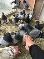 Serbisch duiven, Dieren en Toebehoren