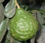 5 graines de CITRON KAFFIRS BIO, Tuin en Terras, Ophalen of Verzenden, Volle zon, Winter