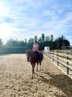 Hulp gezocht bij paarden in ruil voor rijden - te Betekom, Merrie