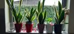 plant vrouwentong / sanseveria, Ophalen
