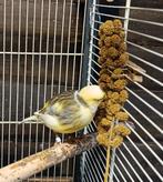 Jonge five fancy kanaries., Dieren en Toebehoren, Vogels | Kanaries