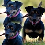 Jackrussel teefje, Dieren en Toebehoren, Honden | Jack Russells en Terriërs, België, Fokker | Hobbymatig, Jack Russell Terriër