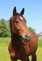 Top 4 jarige rx goed gekeurde dressuurruin, Dieren en Toebehoren, Paarden, Gechipt, Ruin, Dressuurpaard, L