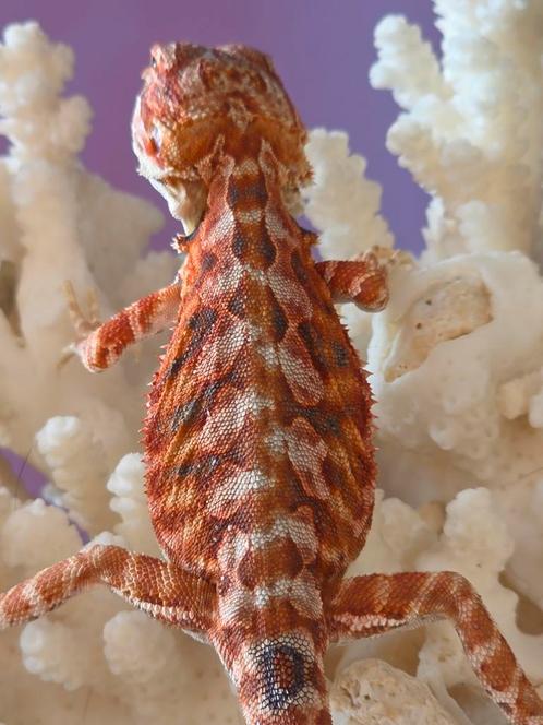 Mooie red LB baardagaamman, Dieren en Toebehoren, Reptielen en Amfibieën, Hagedis, 0 tot 2 jaar, Tam