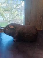 Cavia gladhaar choco (foktrio), Dieren en Toebehoren, Knaagdieren, Cavia