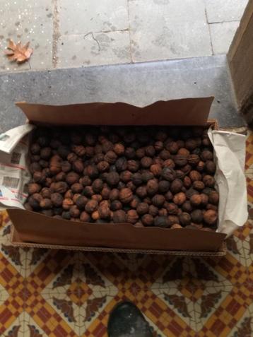 te koop : 30 kg noten aan 3 euro per kg beschikbaar voor biedingen