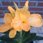 Canna - Geel/Oranje met scheut, Ophalen