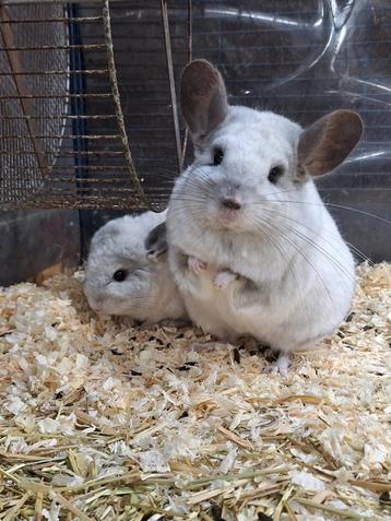 GEZOCHT: Chinchilla Bokje  beschikbaar voor biedingen