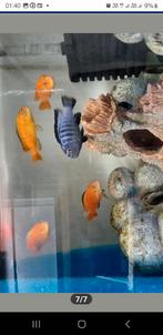 Pseudotropheus saulosi coral red, Dieren en Toebehoren, Vis, Zoetwatervis