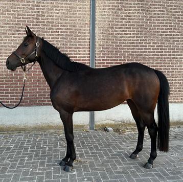 4 jarige springmerrie beschikbaar voor biedingen