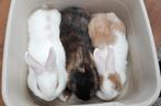Dwergkonijntjes, Dieren en Toebehoren, Vrouwelijk, Dwerg, 0 tot 2 jaar