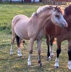 welsh jaarling valk merrie, Dieren en Toebehoren, Pony's, Merrie, Gechipt, 0 tot 2 jaar, A pony (tot 1.17m)