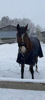 Allround pony te koop, Animaux & Accessoires, Poneys, 11 ans ou plus, Poney de récréation, Avec pedigree, L