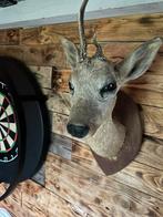 Reebok met vervormd gewei, Verzamelen, Dierenverzamelingen, Ophalen, Zo goed als nieuw