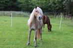 2jaarse haflinger merrie, Ophalen of Verzenden