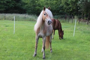 2jaarse haflinger merrie  beschikbaar voor biedingen