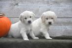 Prachtige Golden Retriever pupjes, Dieren en Toebehoren, Golden retriever, België, CDV (hondenziekte), 8 tot 15 weken