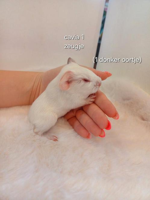 Lieve beertjes en zeugjes, Dieren en Toebehoren, Knaagdieren, Meerdere dieren, Cavia, Juli, Tam