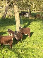 Excellent bélier Soay d'avril 2024, Mannelijk, Schaap, 0 tot 2 jaar