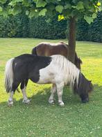 Shetlander pony’s, Dieren en Toebehoren, Pony's, Merrie