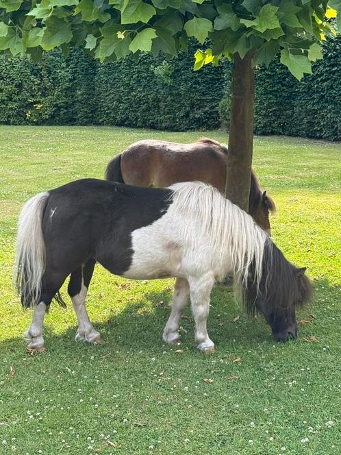 Shetlander pony’s, Dieren en Toebehoren, Pony's, Merrie