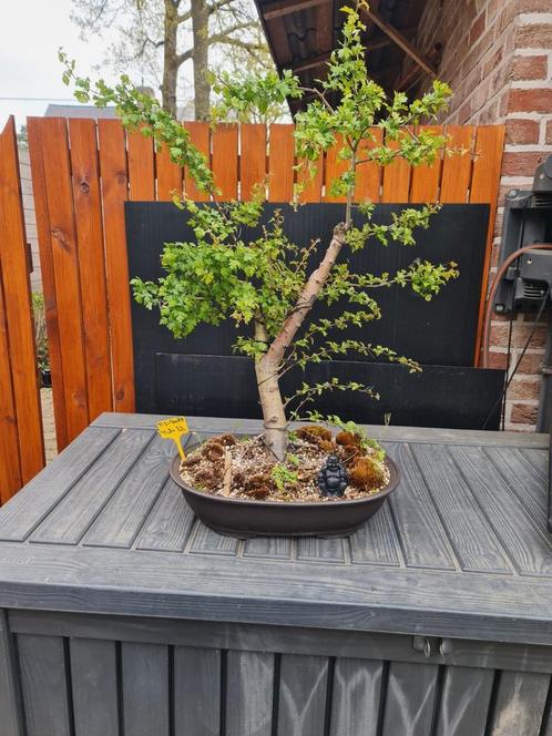 verschillende start bonsai, Tuin en Terras, Planten | Tuinplanten, Ophalen