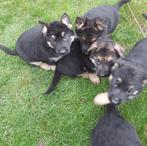 Sterke Duitse Herder pups op onze boerderij- 12december, Dieren en Toebehoren, Honden | Herdershonden en Veedrijvers, België, Fokker | Hobbymatig