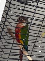 Pyrrhura mannetje met dna 60€, Dieren en Toebehoren