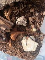 Armadillidium vulgare “magic potion”, Overige soorten