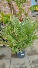 Chamaerops humilis palmboom, Tuin en Terras, Planten | Tuinplanten, Ophalen of Verzenden