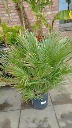 Chamaerops humilis palmboom, Ophalen of Verzenden