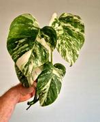 Monstera Albo Marbled Variegata | Kopstek, Ophalen
